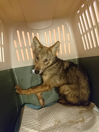 Vilnietis pardavinėjo iš miško parsineštus vilkiukus