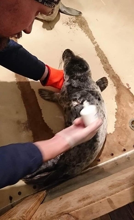 Pajūryje – kova dėl dviejų ruoniukų gyvybės
