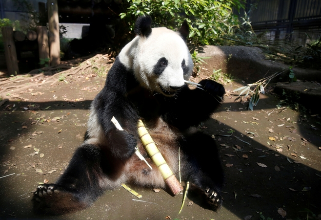 Japonijos zoologijos sodas džiaugiasi pandos mažyliu 