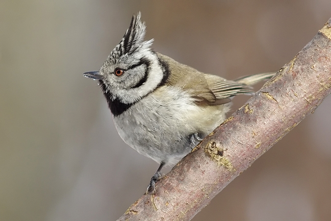 Kuoduotoji zylė (Parus Cristatus)