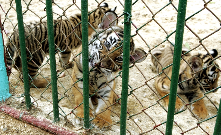 Vietnamo zoologijos soduose nuo paukščių gripo nugaišo dešimtys tigrų