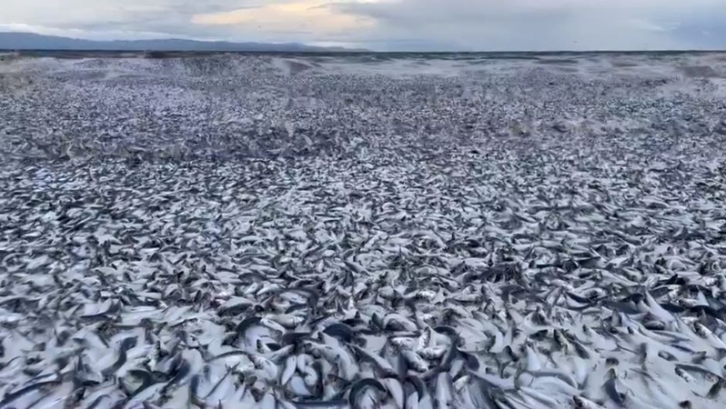 Mįslingas incidentas Japonijoje: į krantą išplautos tonos žuvų