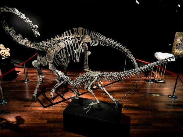 Už įspūdingą sumą parduodami dinozauro kaulai 