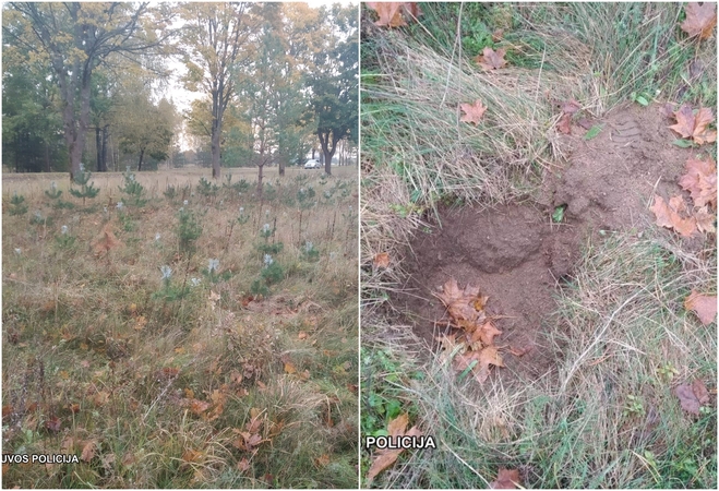 Tauragėje ilgapirščiai traukia į miškus: vagių grobis – pušelės