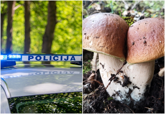 Grybų sezonas prasidėjo: kaip atsakingai susiruošti į mišką?
