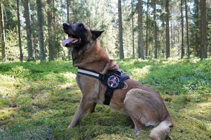 Pasieniečių šuo.