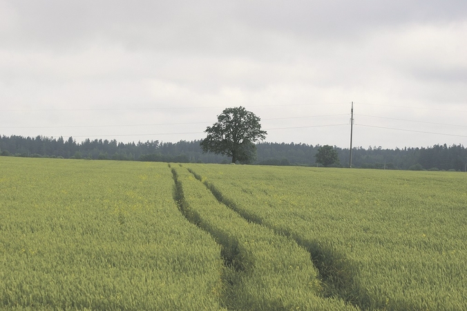 Nauda: vienos teikiamos paramos tikslas – išsaugoti biologinę įvairovę ir kraštovaizdį.