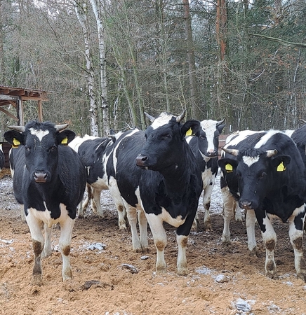 Biosaugos priemonės gyvulininkystės ūkiuose padeda išvengti užkrečiamųjų ligų plitimo ir išlaikyti šių ūkių konkurencingumą, perspektyvumą.