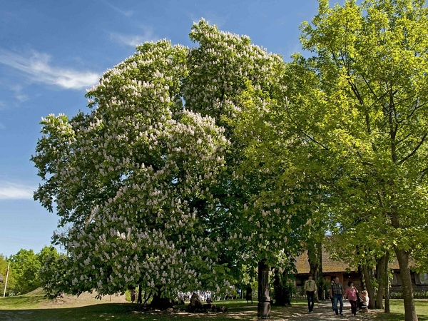 Basanavičynės kaštonas. 