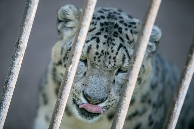Lietuvos zoologijos sodas kviečia į pamokas apie gyvūnus