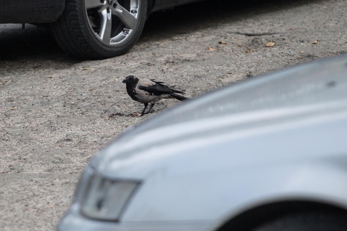 Vilniuje vienas automobilis apvogtas, kitas pavogtas