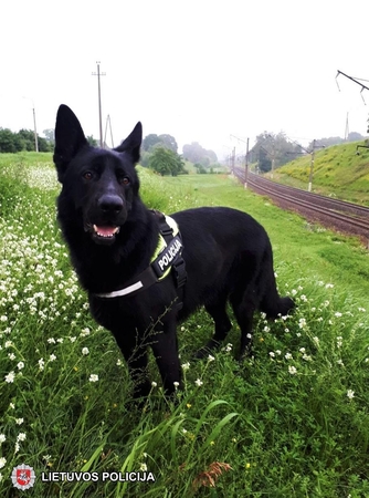 Iš pelkės spąstų senolį išgelbėjo policijos šuo