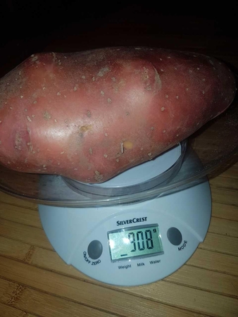 Kėdainių rajone auga bulvės gigantės