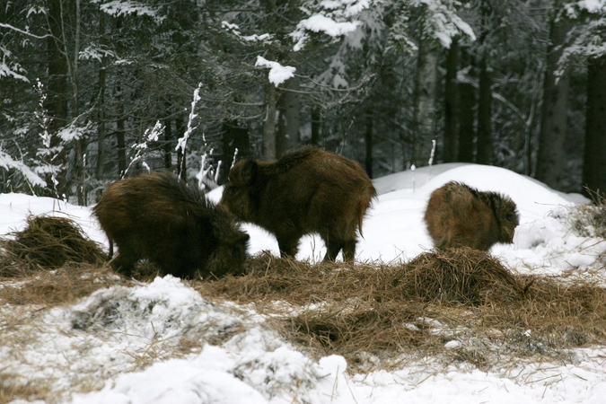 Šią savaitę kiaulių maras nustatytas 14 šernų