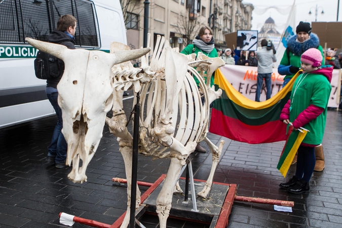 Pieno gamintojai į piketą atsivežė tik karvės griaučius