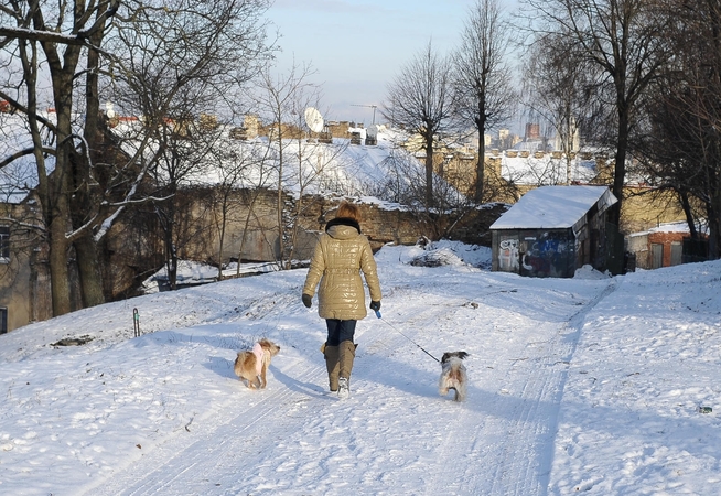 Seime – antras bandymas įvesti privalomą gyvūnų ženklinimą