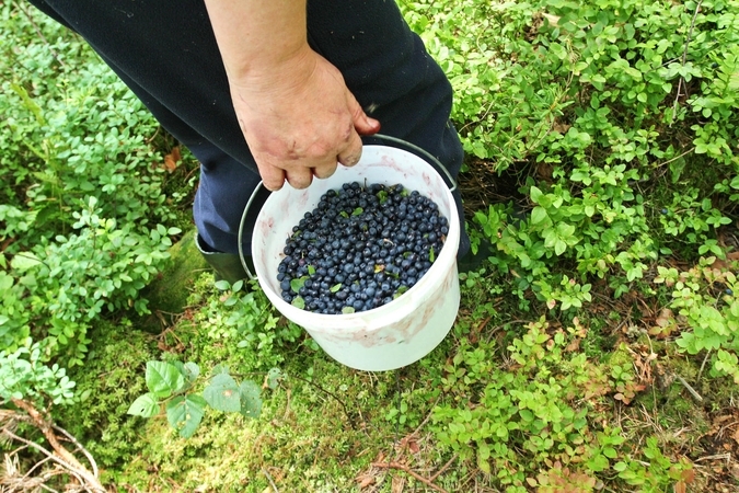 Kaip kontroliuojami mėlynių rinkėjai?