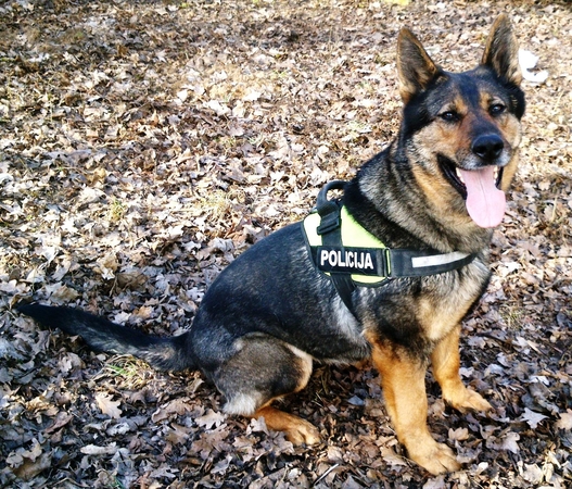 Policijos šuo surado pavogtą kasos aparatą
