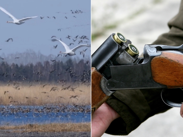 Kilo sumaištis dėl Žuvinto rezervato: patvirtino –  medžioti galima