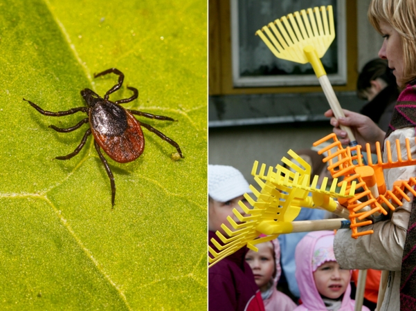 Vilniaus darželių pedagogus skiepys nuo erkinio encefalito