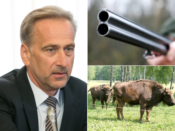 „Biovelos“ bendraturtis prasitarė: apie stumbrę su jaunikliu buvom įspėti