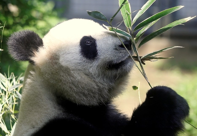 Tokijo zoologijos sode panda atsivedė du jauniklius. Laukinėje gamtoje šiuo metu yra likę maždaug 1,8 tūkst. didžiųjų pandų