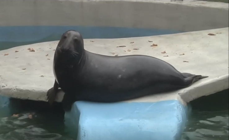 Lietuvos zoologijos sodas atsisveikina su ruoniu