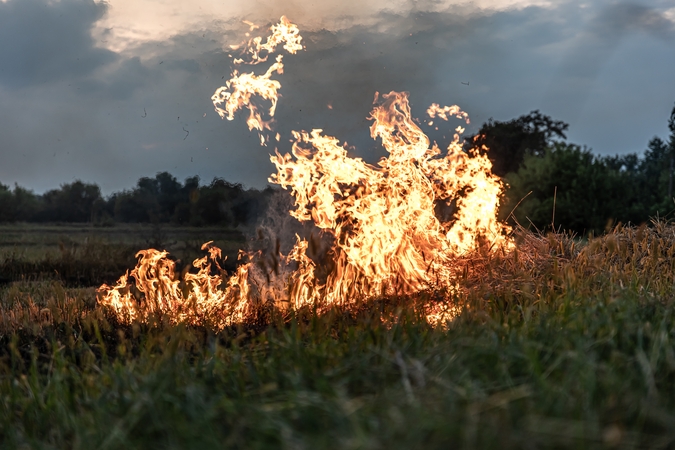 Žalos: deginant žolę, žūsta augalai, jų sėklos, vabzdžiai, gyvūnai, perintys paukščiai