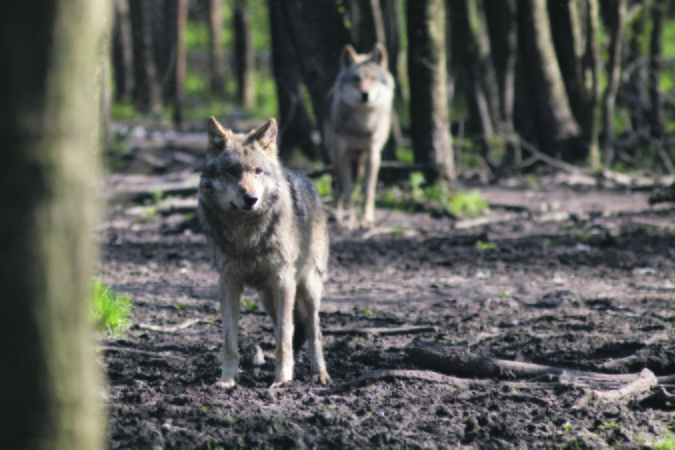 Planas: avių augintojai siūlo problemą spręsti didinant leidžiamų medžioti vilkų limitą, atsodinant miškus, lengvinant vienišų vilkų medžiojimo procesą.