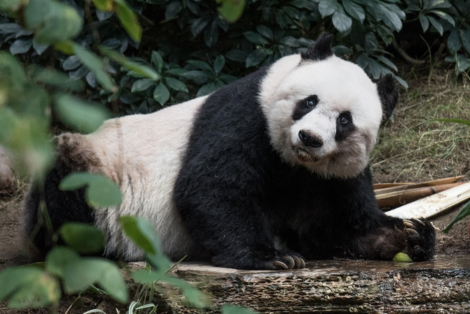 Honkonge mirė seniausia nelaisvėje gyvenusi panda