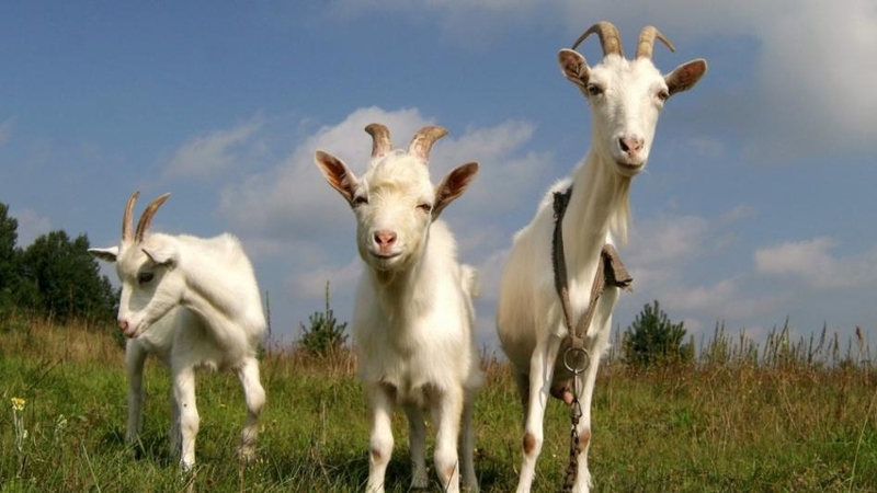 Pažintinė programa vaikams parodo, iš kur atsiranda maisto produktai