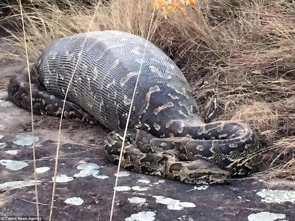 Godų pitoną pražudė 13 kg svėrusi dygliakiaulė