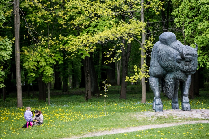 Kauno ąžuolai laukia griaustinio
