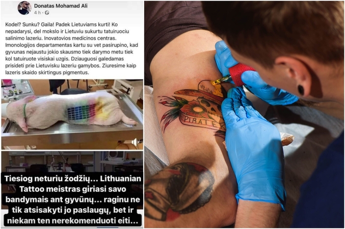 Dėl ištatuiruotos kiaulės verda aistros: kankinimas ar mokslinis eksperimentas?
