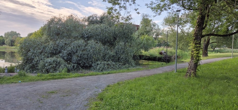 Saugotojai: uostamiesčio visuomenininkų prioritetus sunku suprasti – tai jie šaukia saugantys medžius, tai jie piestu stoja prieš bebrų, kurie tuos medžius nugraužia, gaudymą.