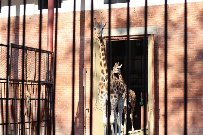 Prieš uždarymą dar galima aplankyti zoologijos sodo gyvūnus