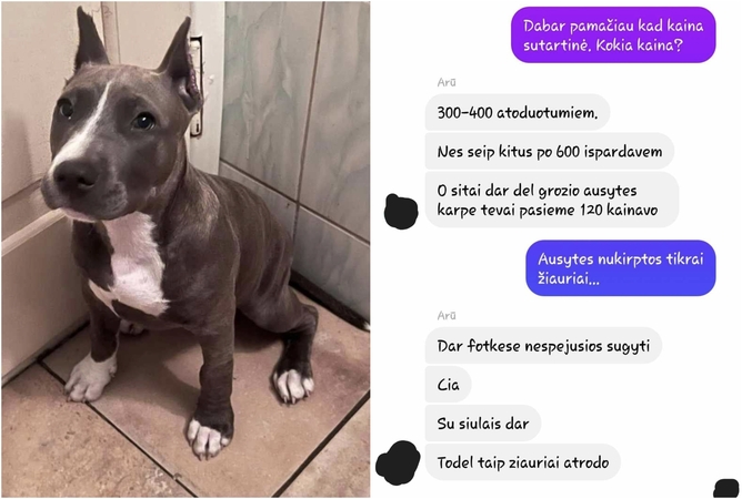 Šuns skriaudėjo paieškų drama: nors vieni nerado kaltų, kiti nė neketino nuleisti rankų  