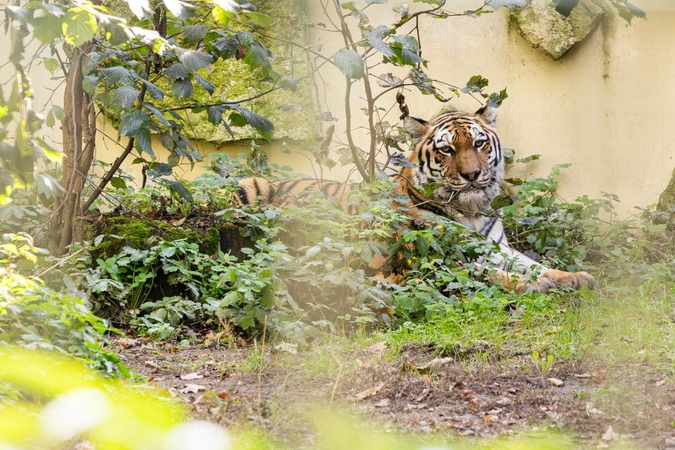 Lietuvos zoologijos sode apsigyveno tigrė: tikimasi sulaukti ir tigriukų