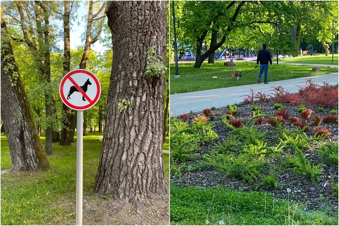 Pasivaikščiojimai: šunų mylėtojai turėtų pastudijuoti žemėlapius – šunų nevalia vedžioti Skulptūrų parko senųjų kapinių vietoje. 