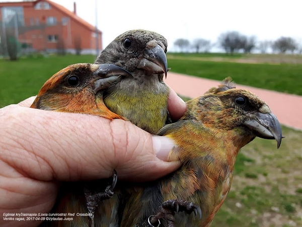 Trio: į Ventės rago tinklus papuolė eglinių kryžiasnapių trijulė – žalsva apykakle puošta patelė ir rusvi patinėliai.