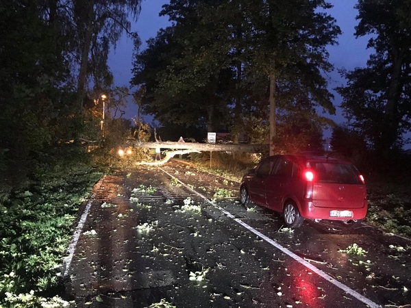 Ties Juodkrante nuvirtęs medis užtvėrė kelią
