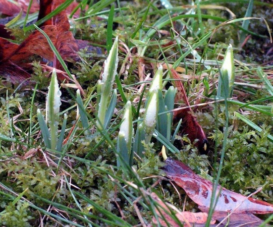 Asociatyvi nuotr.