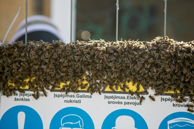 Kauno centre įsitaisė įspūdingas bičių spiečius