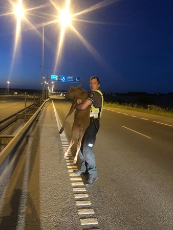 Policijos pareigūnai gelbėjo briedžių jauniklį: laimingi gyvūnai nudūmė į mišką