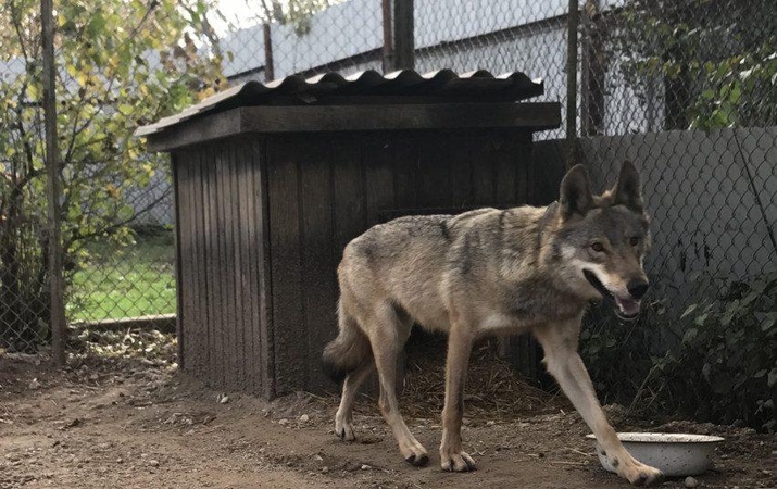 Garsiają vilko ir šuns hibridę Luną žada aplankyti ministras
