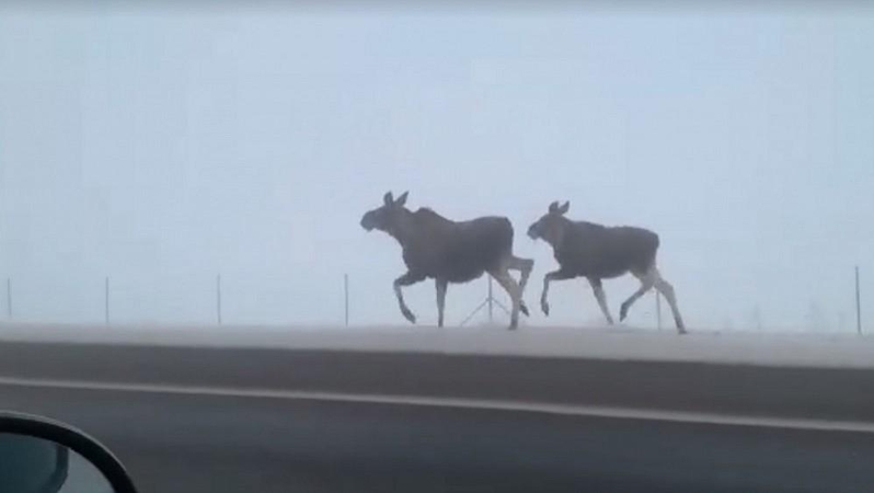 Neįprasti eismo dalyviai: autostradoje policija lydėjo du briedžius