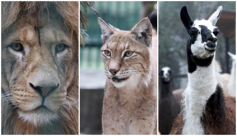 Lietuvos zoologijos sodas – biologinės įvairovės išsaugojimo ir švietimo dalis 
