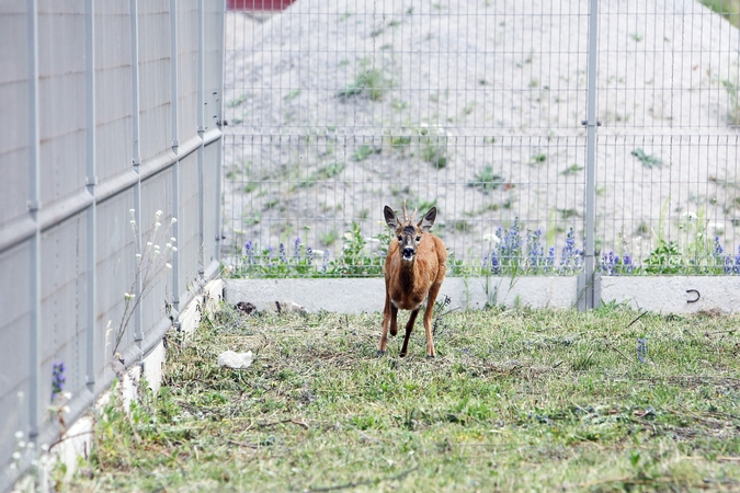 Negalima: išvydus laukinį gyvūną, nereikėtų jo gąsdinti.
