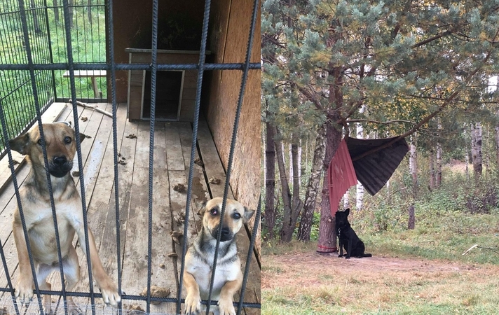 Daugėja kankinamų gyvūnų: baisi situacija globos organizacijoje pasitvirtino