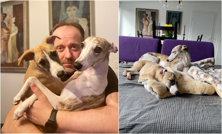 Permainos: niekada nesižavėjęs vipetų veislės šunimis, dabar A.Žiurauskas džiaugiasi net dviejų – Mūzos ir Smilgos – draugija.